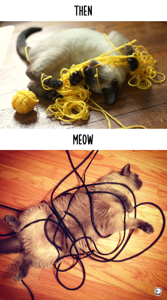 14 Foto che Dimostrano Com'è Cambiata la Vita dei Gatti con la Tecnologia
