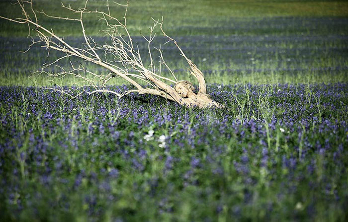 Riuscite a Trovare Chi è Nascosto nella Natura In Queste 24 Foto?