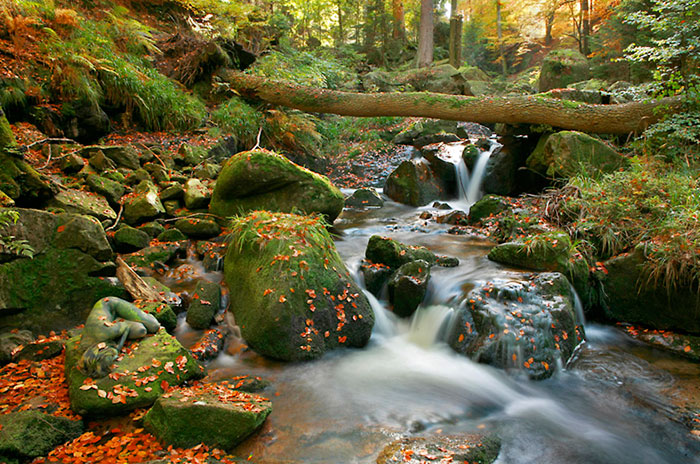 Riuscite a Trovare Chi è Nascosto nella Natura In Queste 24 Foto?