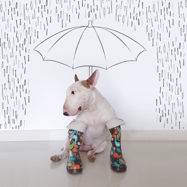 La Moglie lo Lascia e Lui Trova l'Ispirazione: Ecco 30 Illustrazioni di un Buffissimo Bull Terrier