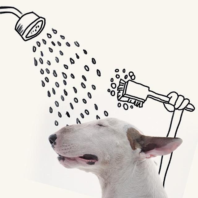 La Moglie lo Lascia e Lui Trova l'Ispirazione: Ecco 30 Illustrazioni di un Buffissimo Bull Terrier
