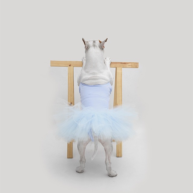 La Moglie lo Lascia e Lui Trova l'Ispirazione: Ecco 30 Illustrazioni di un Buffissimo Bull Terrier