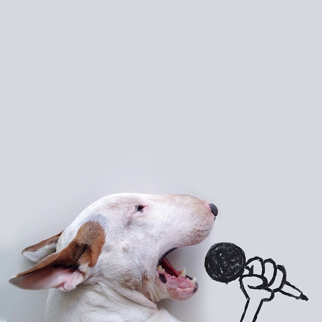 La Moglie lo Lascia e Lui Trova l'Ispirazione: Ecco 30 Illustrazioni di un Buffissimo Bull Terrier