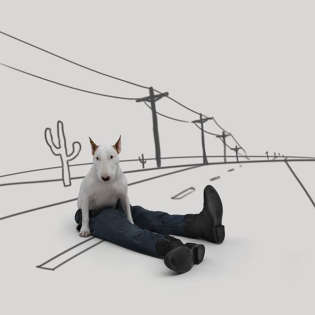 La Moglie lo Lascia e Lui Trova l'Ispirazione: Ecco 30 Illustrazioni di un Buffissimo Bull Terrier
