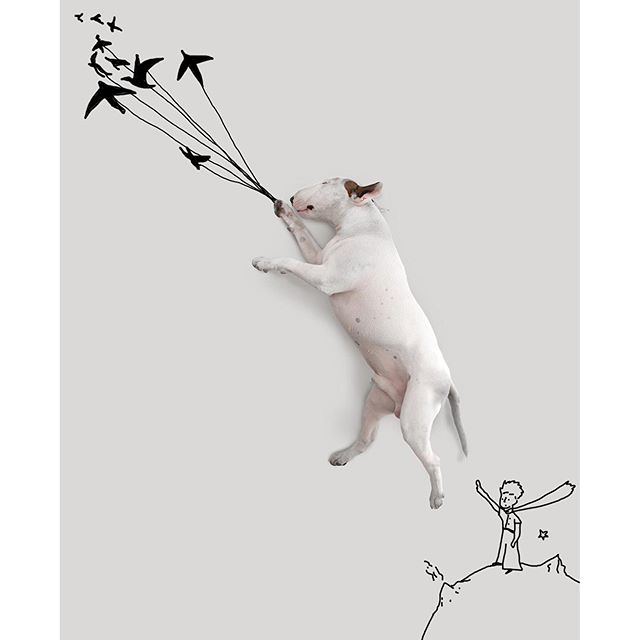 La Moglie lo Lascia e Lui Trova l'Ispirazione: Ecco 30 Illustrazioni di un Buffissimo Bull Terrier