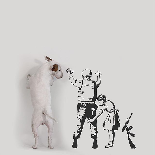 La Moglie lo Lascia e Lui Trova l'Ispirazione: Ecco 30 Illustrazioni di un Buffissimo Bull Terrier
