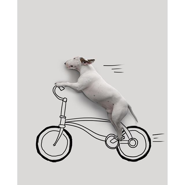 La Moglie lo Lascia e Lui Trova l'Ispirazione: Ecco 30 Illustrazioni di un Buffissimo Bull Terrier
