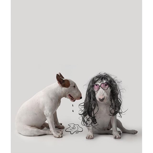 La Moglie lo Lascia e Lui Trova l'Ispirazione: Ecco 30 Illustrazioni di un Buffissimo Bull Terrier