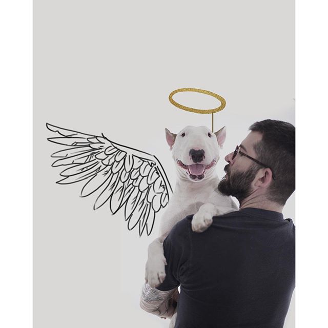 La Moglie lo Lascia e Lui Trova l'Ispirazione: Ecco 30 Illustrazioni di un Buffissimo Bull Terrier