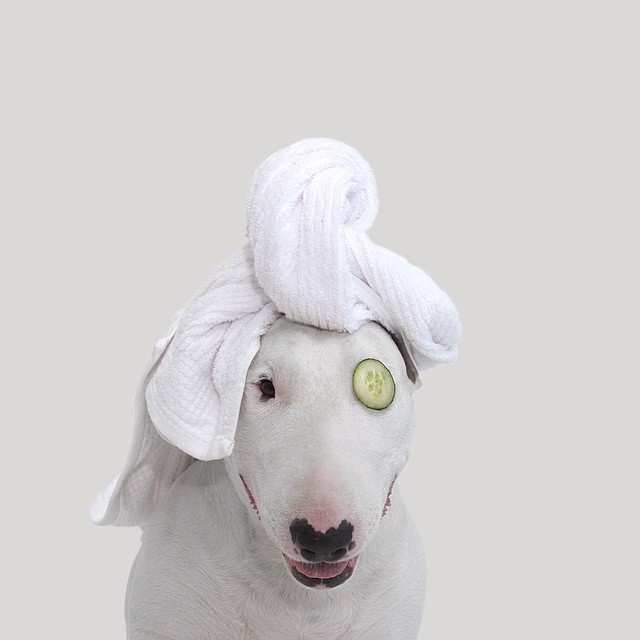 La Moglie lo Lascia e Lui Trova l'Ispirazione: Ecco 30 Illustrazioni di un Buffissimo Bull Terrier