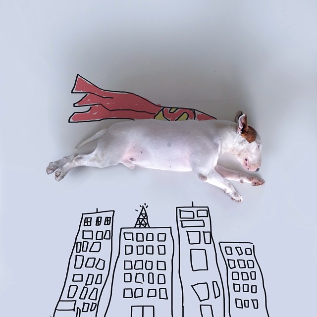 La Moglie lo Lascia e Lui Trova l'Ispirazione: Ecco 30 Illustrazioni di un Buffissimo Bull Terrier