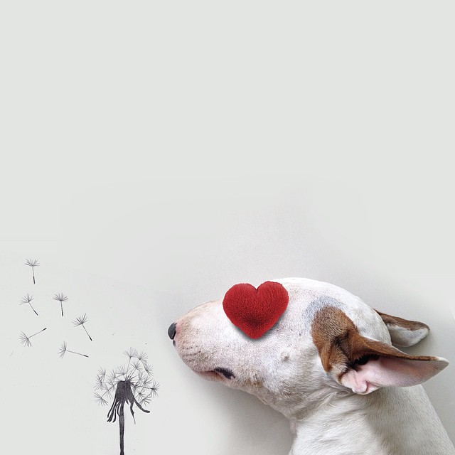 La Moglie lo Lascia e Lui Trova l'Ispirazione: Ecco 30 Illustrazioni di un Buffissimo Bull Terrier