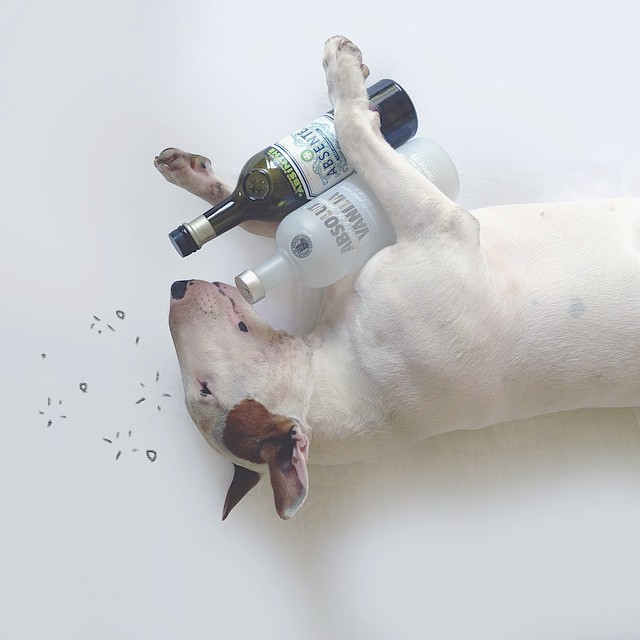 La Moglie lo Lascia e Lui Trova l'Ispirazione: Ecco 30 Illustrazioni di un Buffissimo Bull Terrier