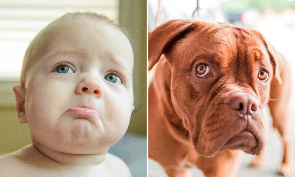 15 spettacolari foto che dimostrano che gli animali provano emozioni simili ai bambini