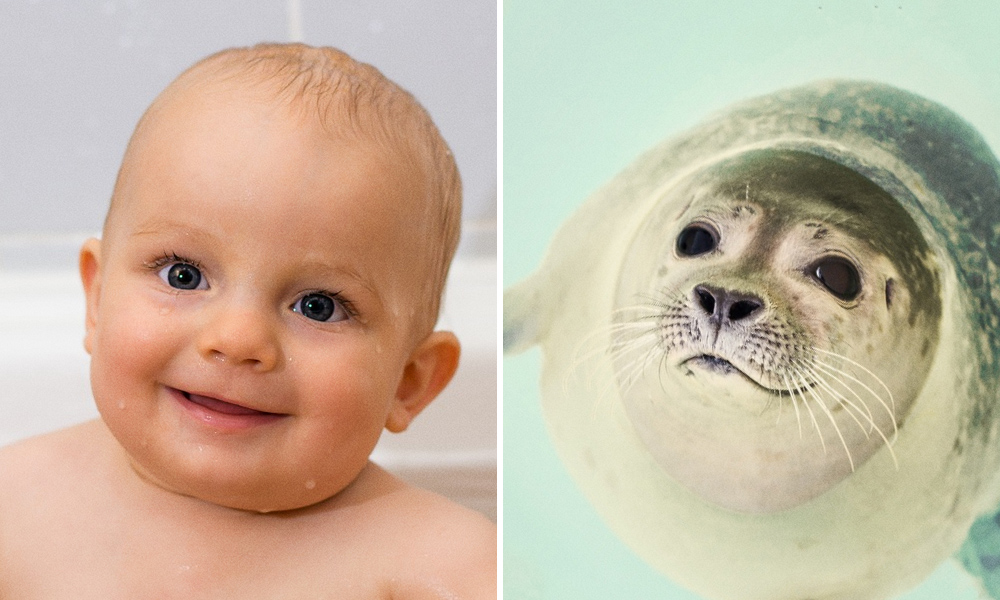 15 spettacolari foto che dimostrano che gli animali provano emozioni simili ai bambini