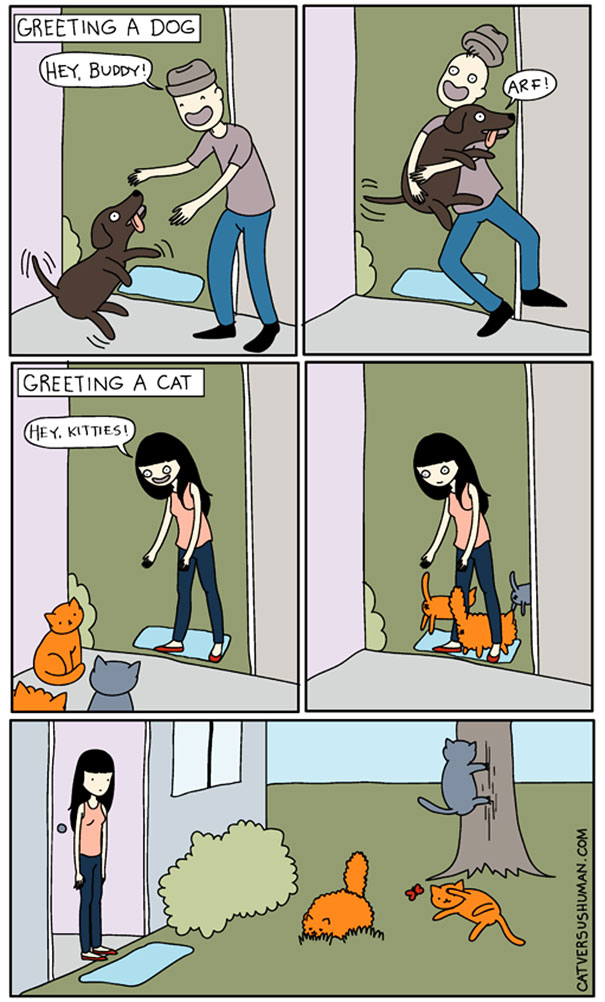 15 cose che solo chi vive con un gatto può capire!