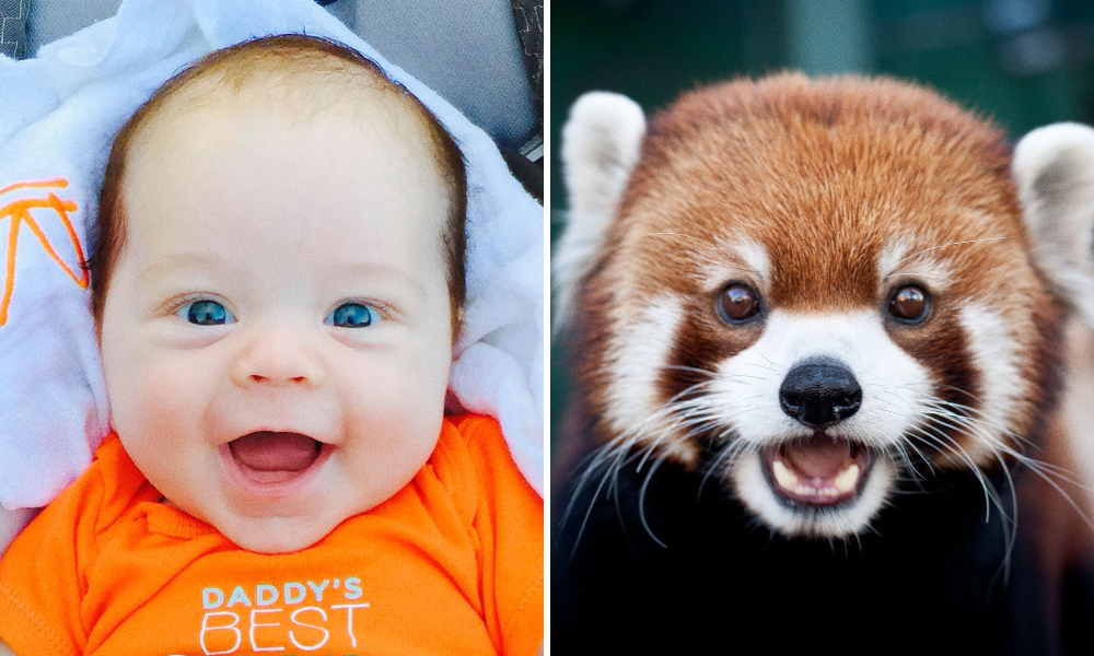 15 spettacolari foto che dimostrano che gli animali provano emozioni simili ai bambini