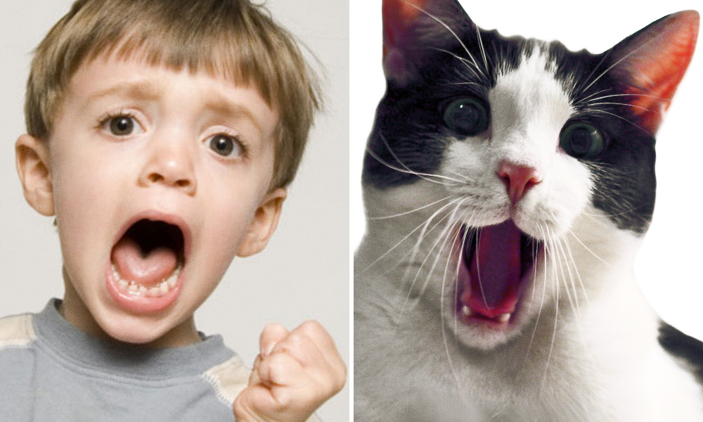 15 spettacolari foto che dimostrano che gli animali provano emozioni simili ai bambini