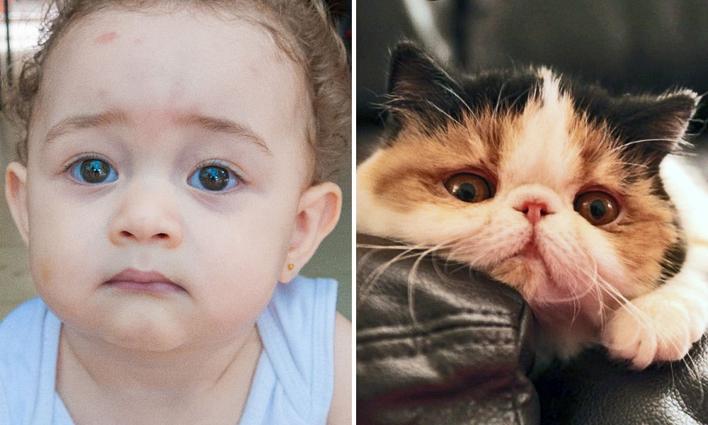 15 spettacolari foto che dimostrano che gli animali provano emozioni simili ai bambini