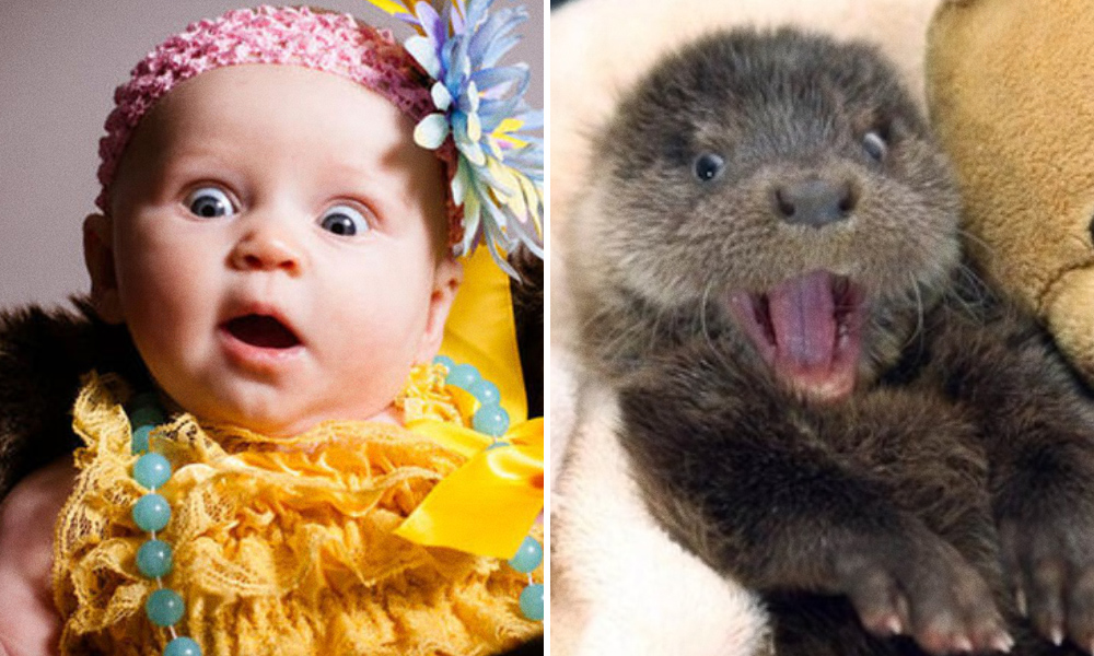 15 spettacolari foto che dimostrano che gli animali provano emozioni simili ai bambini