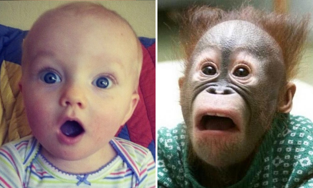 15 spettacolari foto che dimostrano che gli animali provano emozioni simili ai bambini