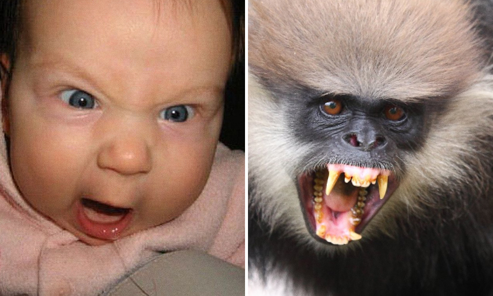 15 spettacolari foto che dimostrano che gli animali provano emozioni simili ai bambini