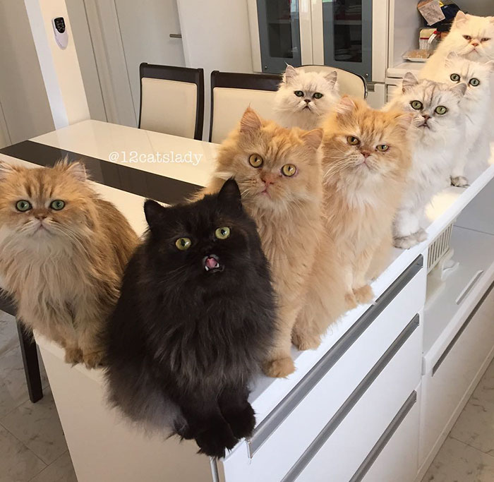 "Faccio la mamma di gatti a tempo pieno": ecco la gattara che sta facendo impazzire instagram!