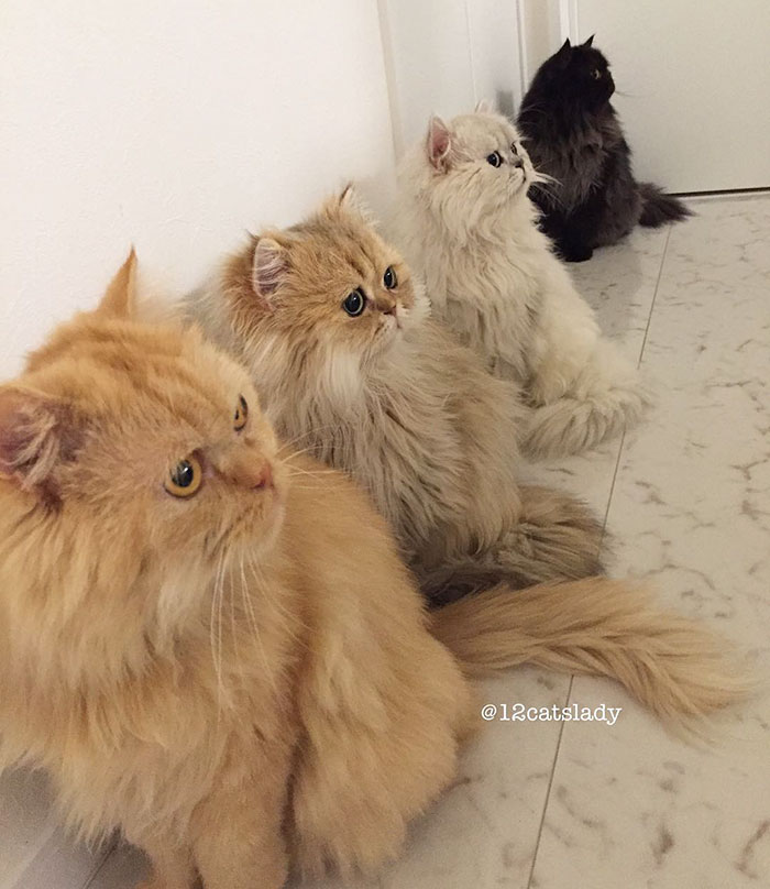 "Faccio la mamma di gatti a tempo pieno": ecco la gattara che sta facendo impazzire instagram!