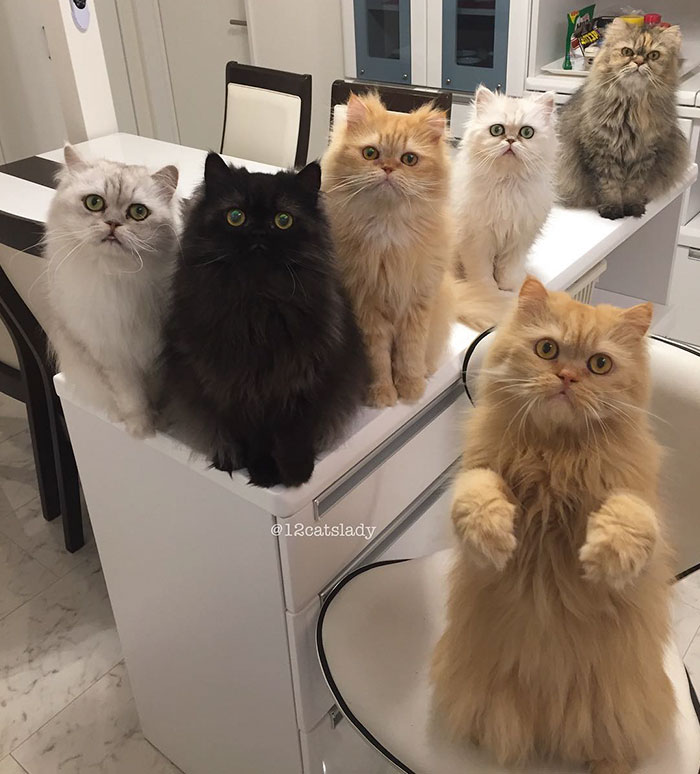 "Faccio la mamma di gatti a tempo pieno": ecco la gattara che sta facendo impazzire instagram!