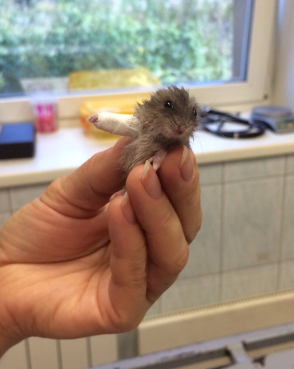 Vita da veterinario: 20 animali dolcissimi salvati e fotografati con le loro fasciature
