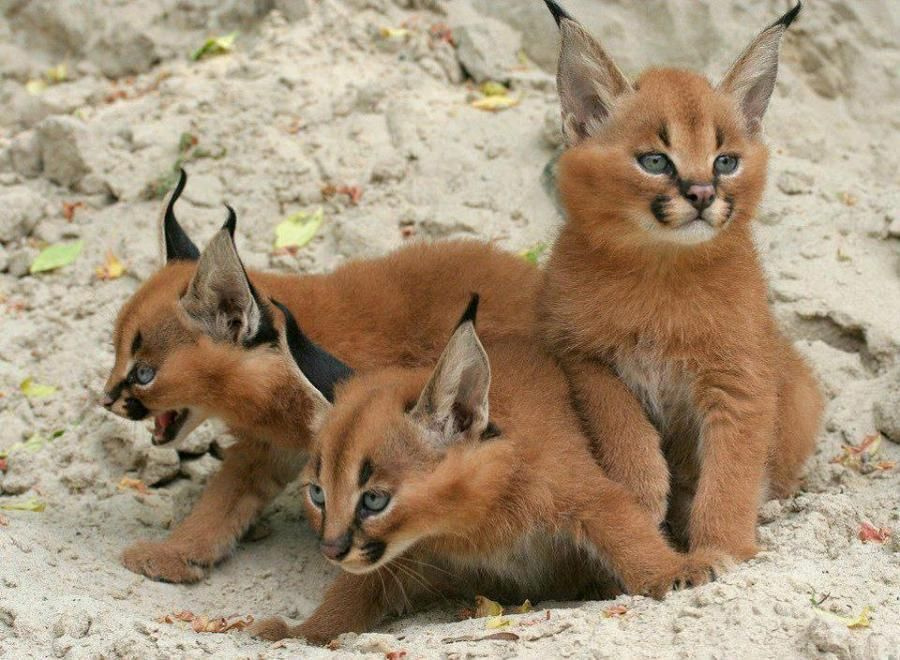 È la razza di gatto più bella del mondo (forse), ma non fatevi ingannare da questi occhi