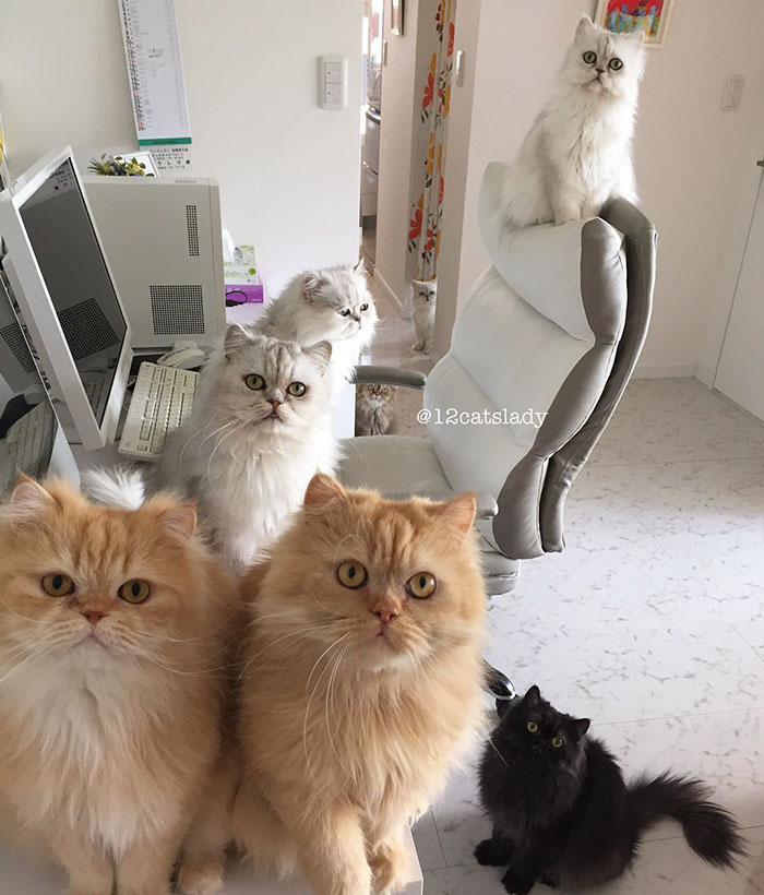 "Faccio la mamma di gatti a tempo pieno": ecco la gattara che sta facendo impazzire instagram!