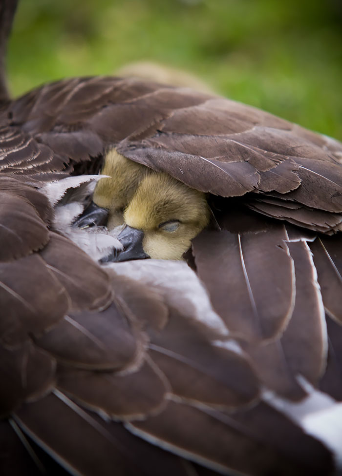 Mamme con le ali: 28 immagini meravigliose dell'amore materno nel mondo animale