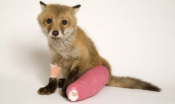 Vita da veterinario: 20 animali dolcissimi salvati e fotografati con le loro fasciature