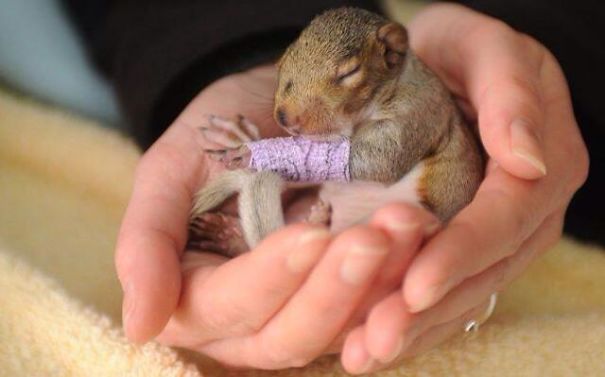 Vita da veterinario: 20 animali dolcissimi salvati e fotografati con le loro fasciature