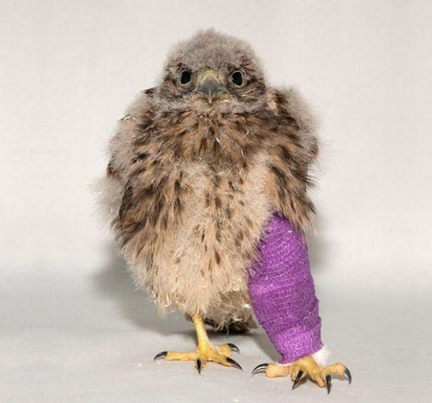 Vita da veterinario: 20 animali dolcissimi salvati e fotografati con le loro fasciature