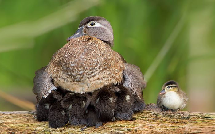 Mamme con le ali: 28 immagini meravigliose dell'amore materno nel mondo animale