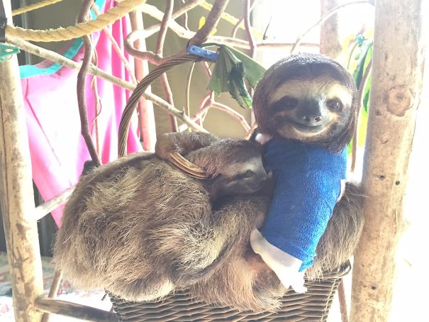 Vita da veterinario: 20 animali dolcissimi salvati e fotografati con le loro fasciature