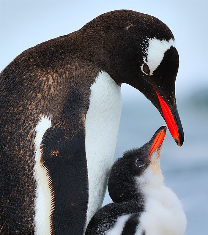 Mamme con le ali: 28 immagini meravigliose dell'amore materno nel mondo animale