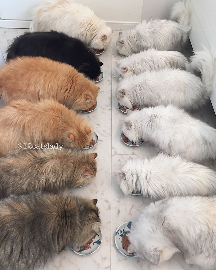 "Faccio la mamma di gatti a tempo pieno": ecco la gattara che sta facendo impazzire instagram!