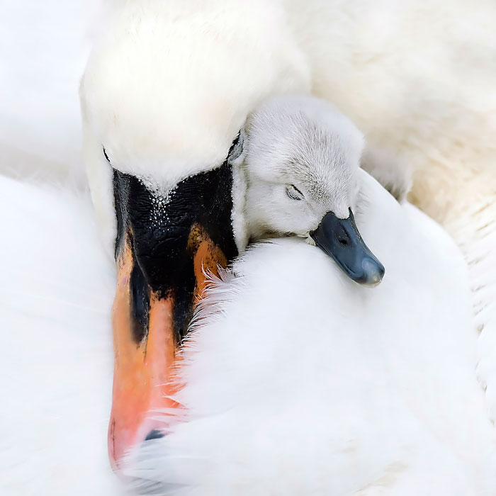Mamme con le ali: 28 immagini meravigliose dell'amore materno nel mondo animale
