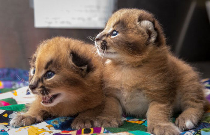 È la razza di gatto più bella del mondo (forse), ma non fatevi ingannare da questi occhi