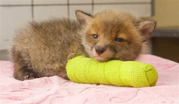 Vita da veterinario: 20 animali dolcissimi salvati e fotografati con le loro fasciature