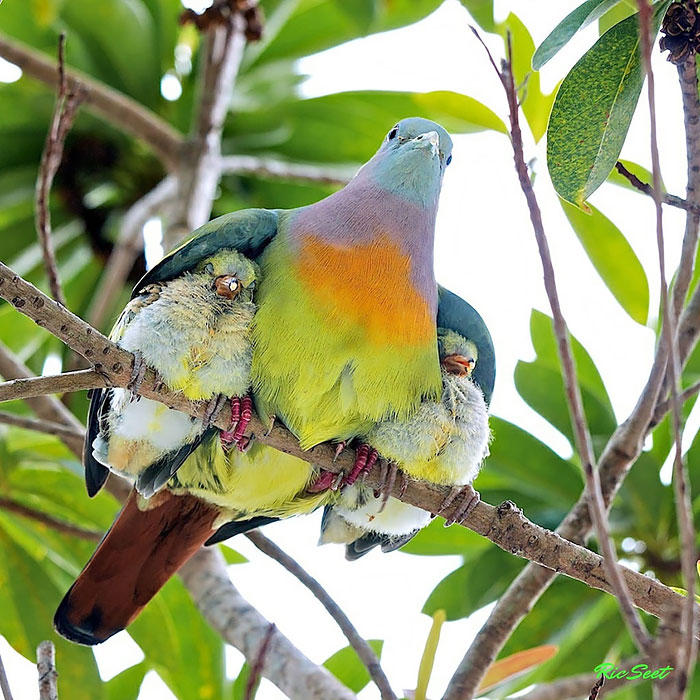 Mamme con le ali: 28 immagini meravigliose dell'amore materno nel mondo animale