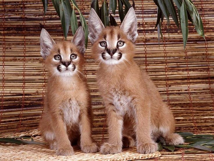 È la razza di gatto più bella del mondo (forse), ma non fatevi ingannare da questi occhi