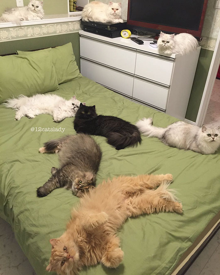 "Faccio la mamma di gatti a tempo pieno": ecco la gattara che sta facendo impazzire instagram!