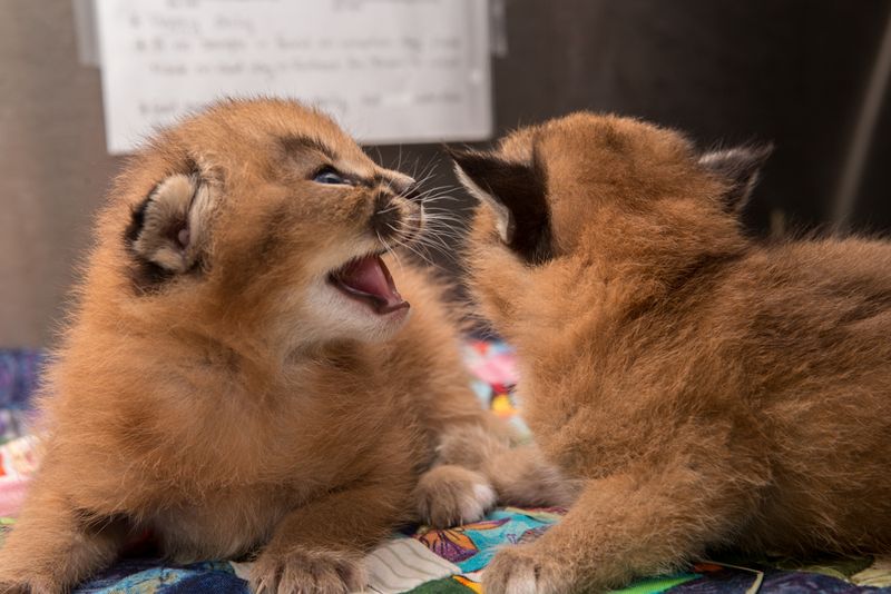 È la razza di gatto più bella del mondo (forse), ma non fatevi ingannare da questi occhi