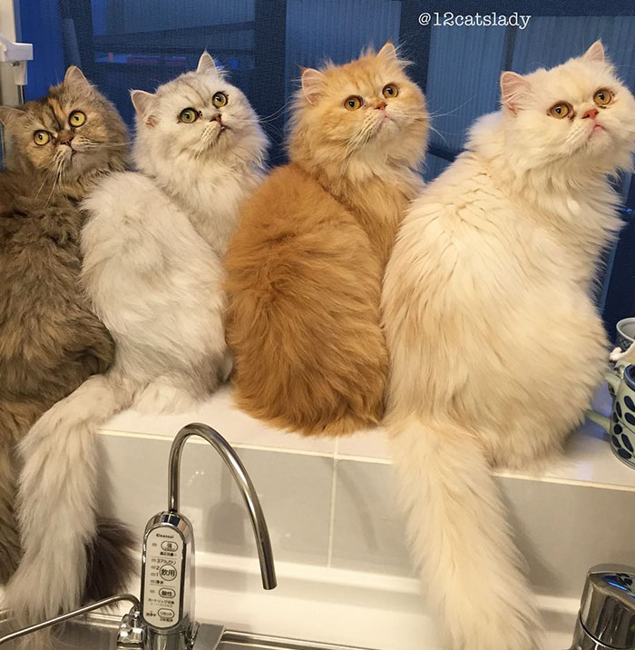 "Faccio la mamma di gatti a tempo pieno": ecco la gattara che sta facendo impazzire instagram!