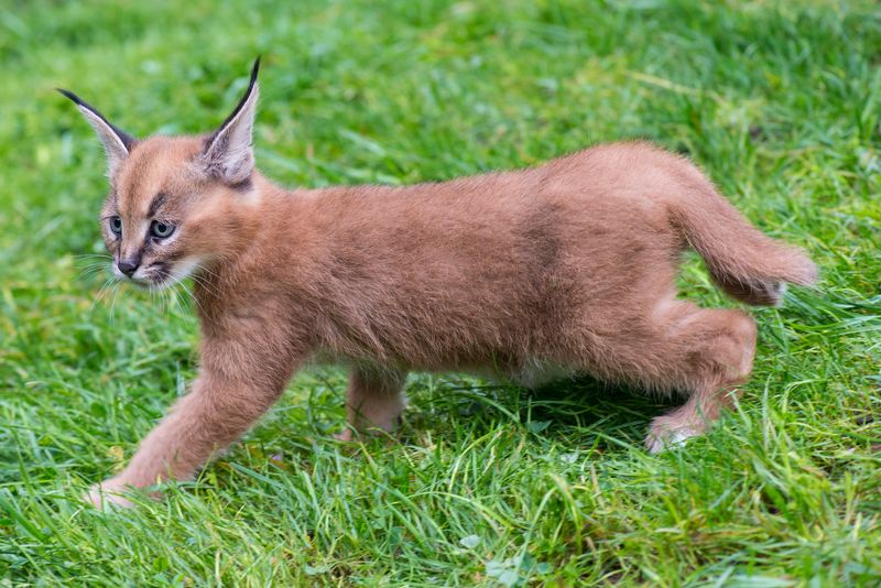 È la razza di gatto più bella del mondo (forse), ma non fatevi ingannare da questi occhi