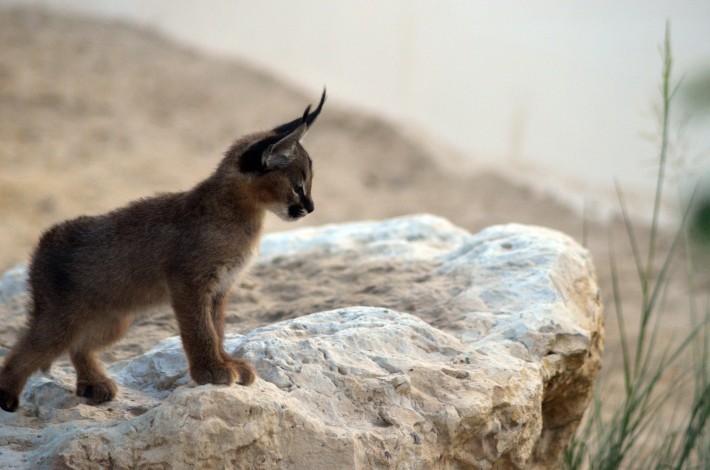 È la razza di gatto più bella del mondo (forse), ma non fatevi ingannare da questi occhi